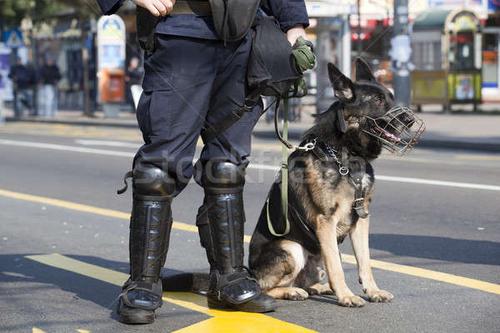商业照片: 警察 ·狗· 工作的 · 服务 · 自由